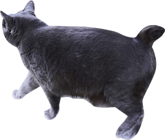 装飾：グレーの猫